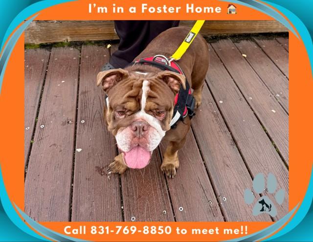 Enlarge COCO, a Adoptable English Bulldog in Salinas, CA image 1/1