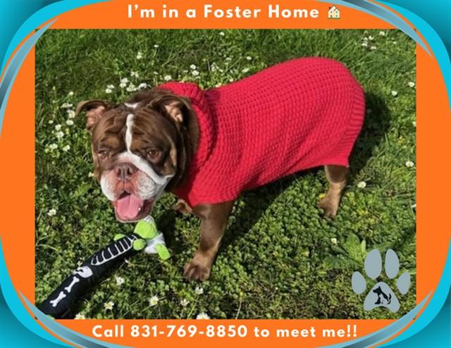 COCO, Adoptable, Adult Female English Bulldog.