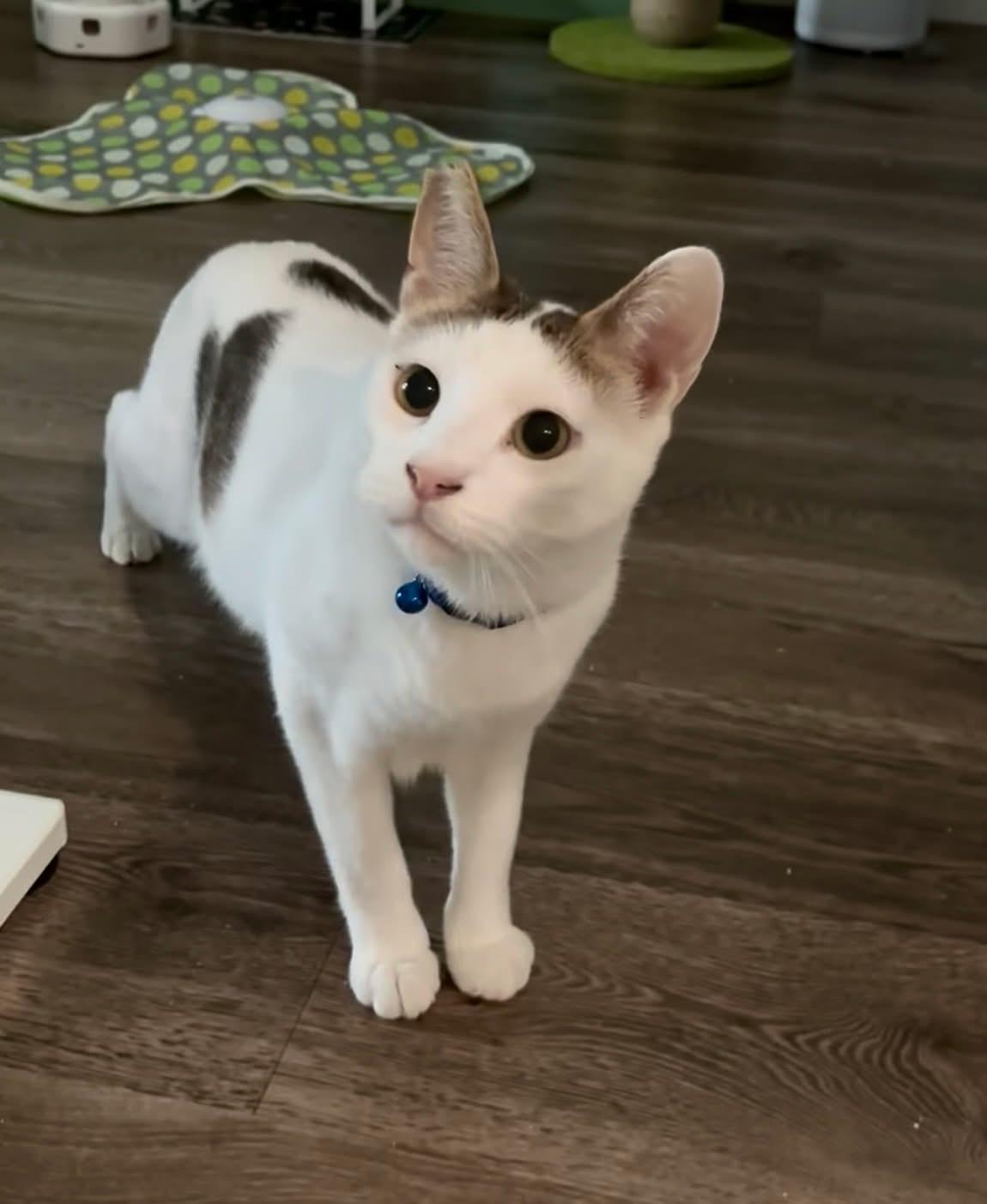 Sycamore, Adoptable, Adult Male Domestic Short Hair.
