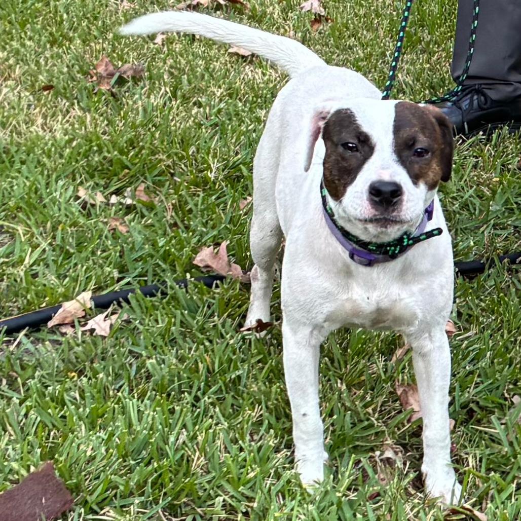 Buddy, Adoptable, Young Male Jack Russell Terrier & Mixed Breed.