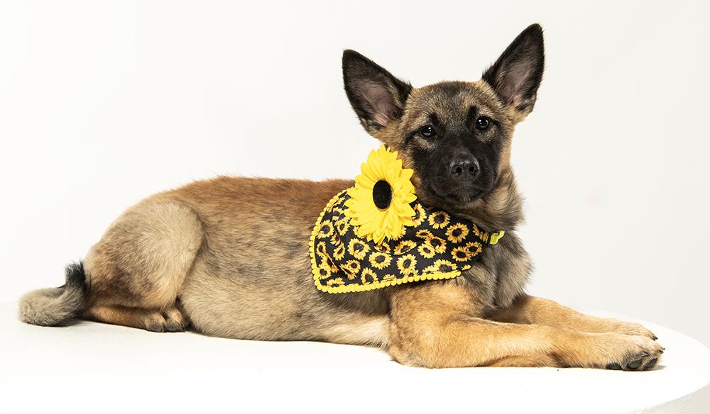 Enlarge Cammie, an adopted mixed breed in Utica, NY image 5/5