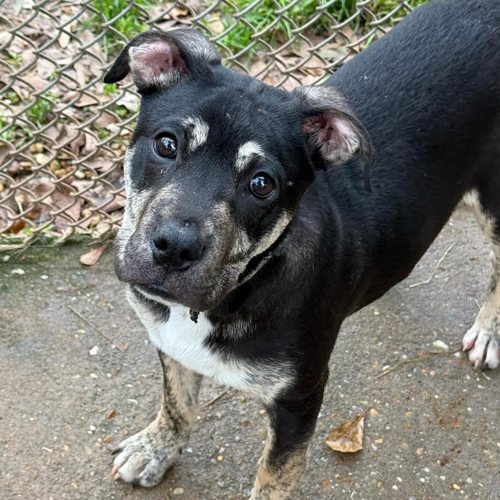 Enlarge Auggie the awkward pup, a Adoptable Boxer in Enterprise, AL image 1/5