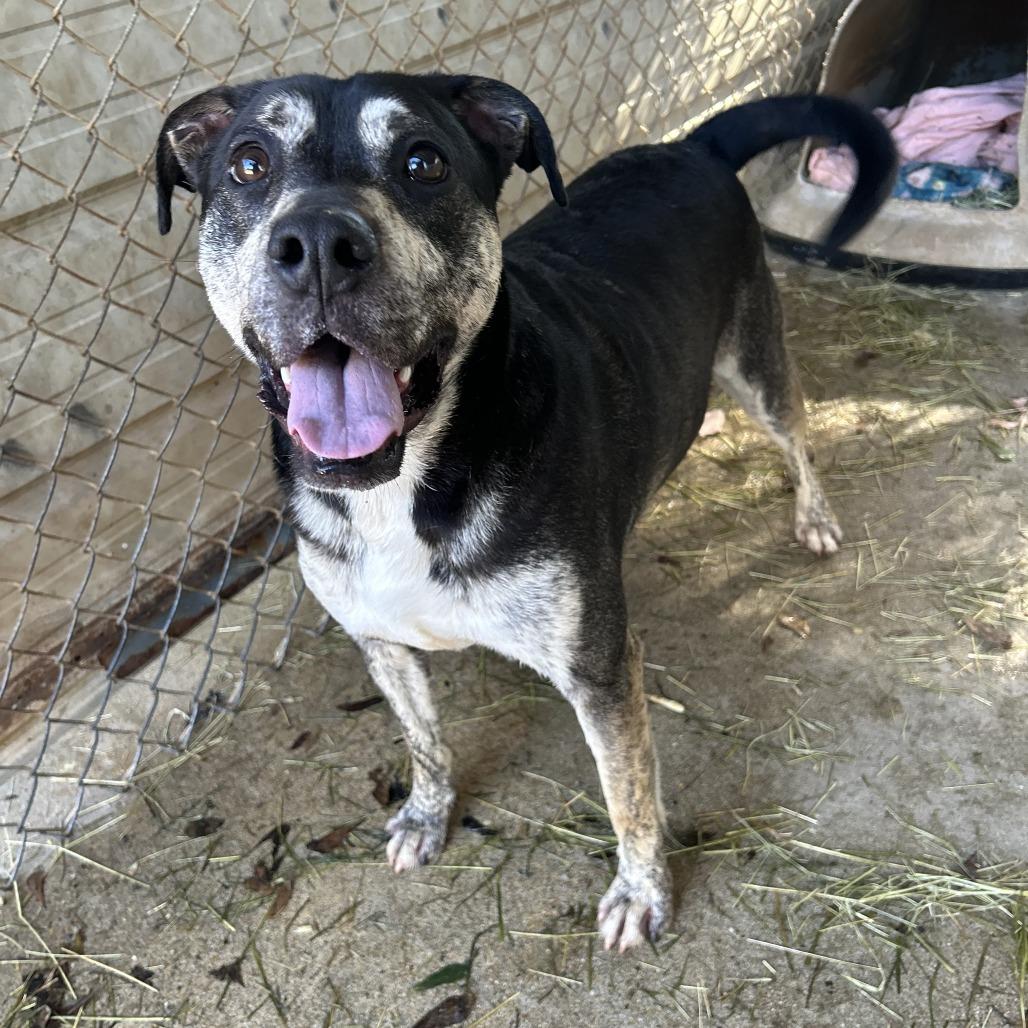 Enlarge Auggie the awkward pup, a Adoptable Boxer in Enterprise, AL image 2/5