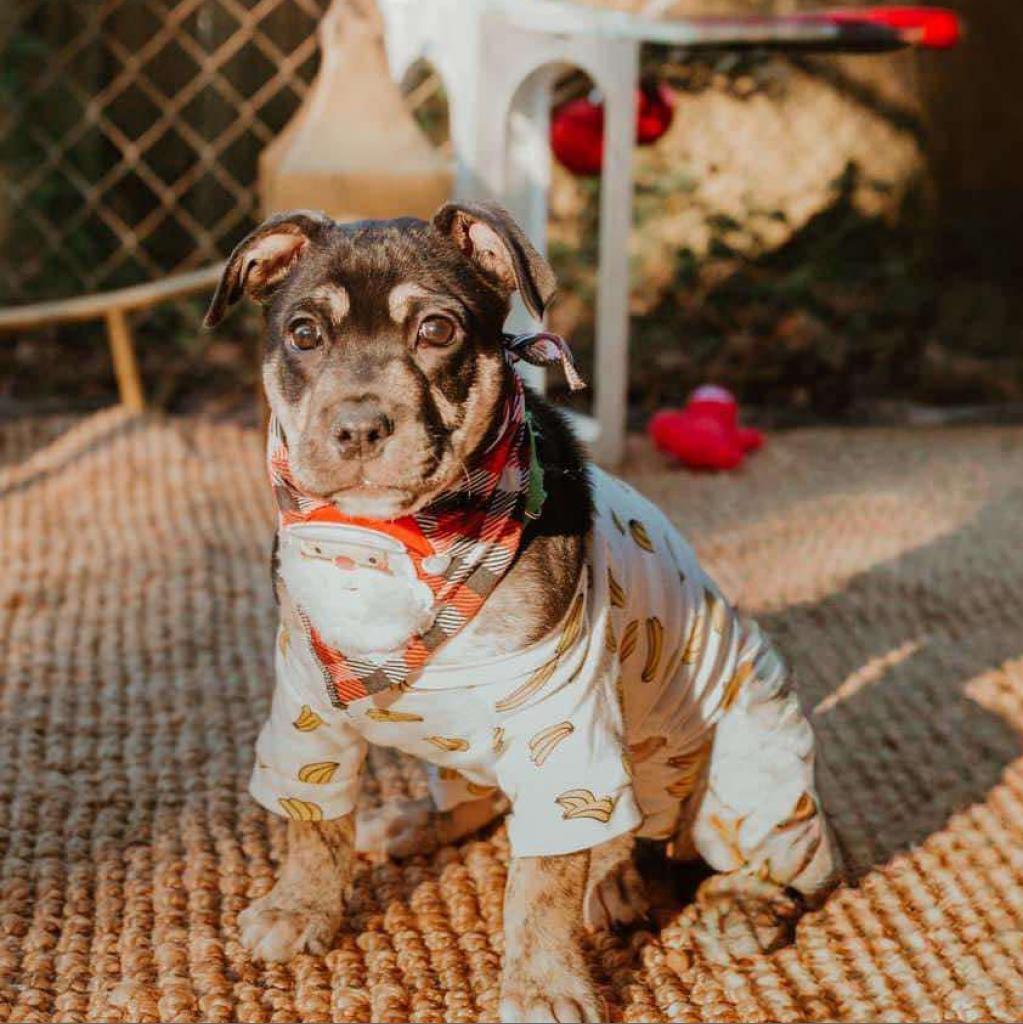 Enlarge Auggie the awkward pup, a Adoptable Boxer in Enterprise, AL image 3/5