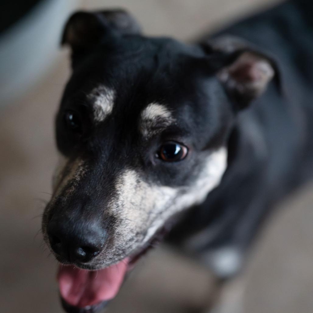 Enlarge Auggie the awkward pup, a Adoptable Boxer in Enterprise, AL image 5/5