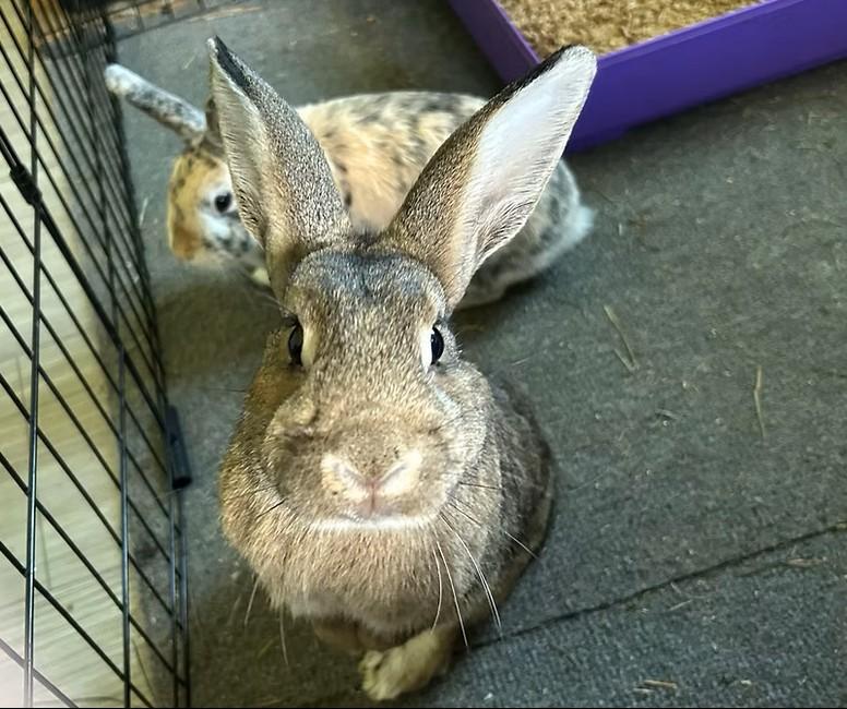 Desi & Lucy, Adoptable, Adult Male Bunny Rabbit.