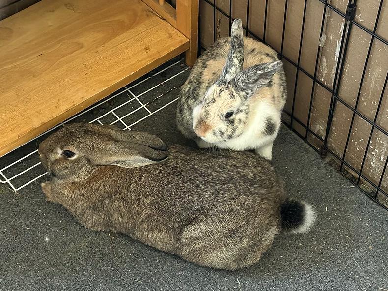 Enlarge Desi & Lucy, a Adoptable mixed breed in Utica, NY image 2/4