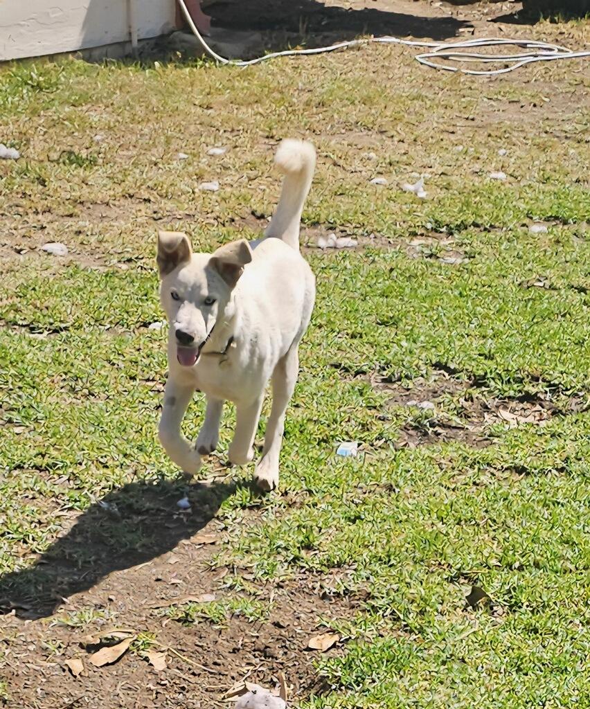 Baby Snow Azul Eyes