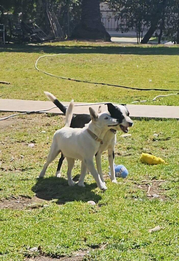 Baby Snow Azul Eyes