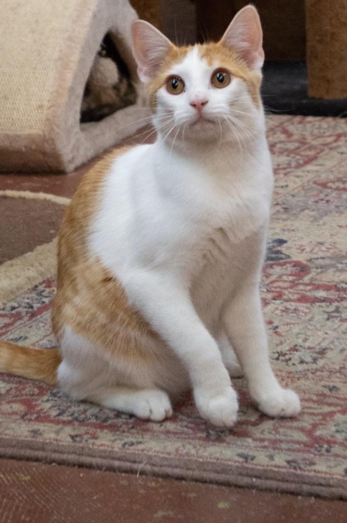 Enlarge Jefferson, a Adoptable mixed breed in Portland, IN image 3/5