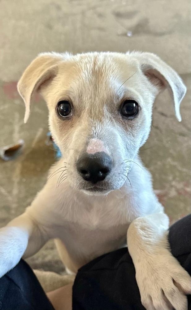 Enlarge Brooks, a Adoptable mixed breed in Greenlawn, NY image 2/6