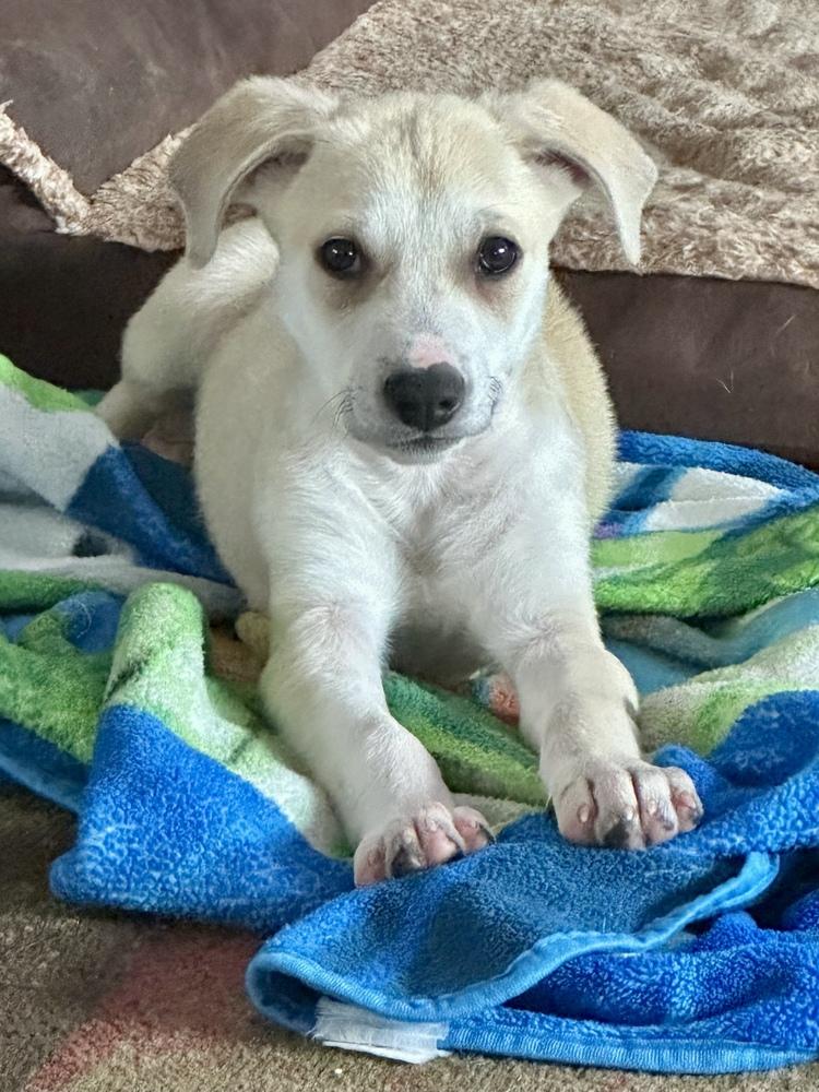 Enlarge Brooks, a Adoptable mixed breed in Greenlawn, NY image 3/6