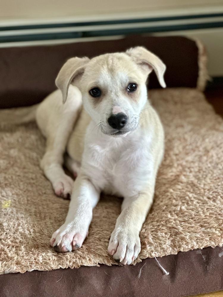 Enlarge Brooks, a Adoptable mixed breed in Greenlawn, NY image 5/6