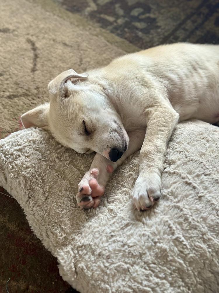 Enlarge Brooks, a Adoptable mixed breed in Greenlawn, NY image 6/6