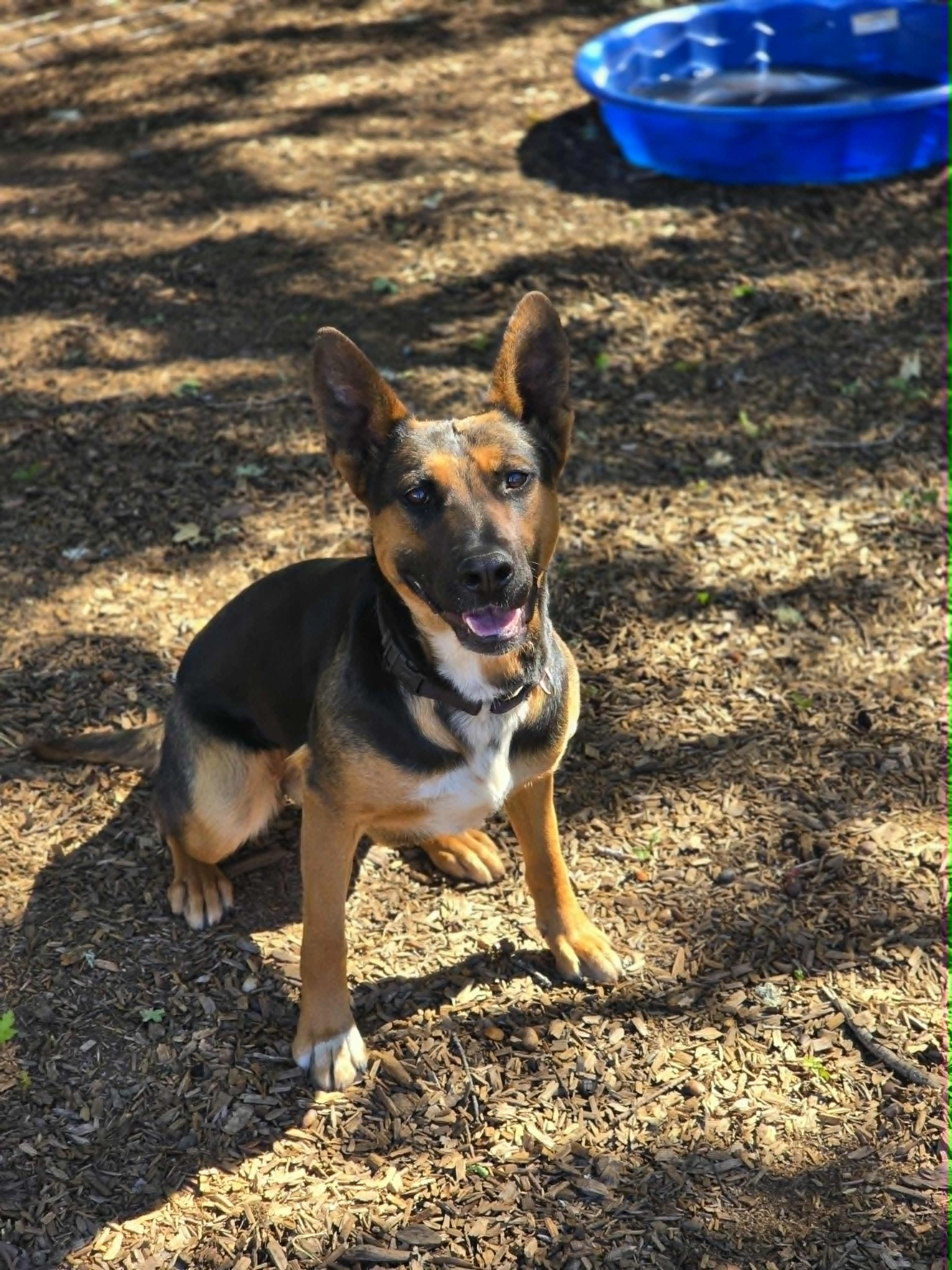 Spot, an adoptable mixed breed in Grants Pass, OR image 4/4