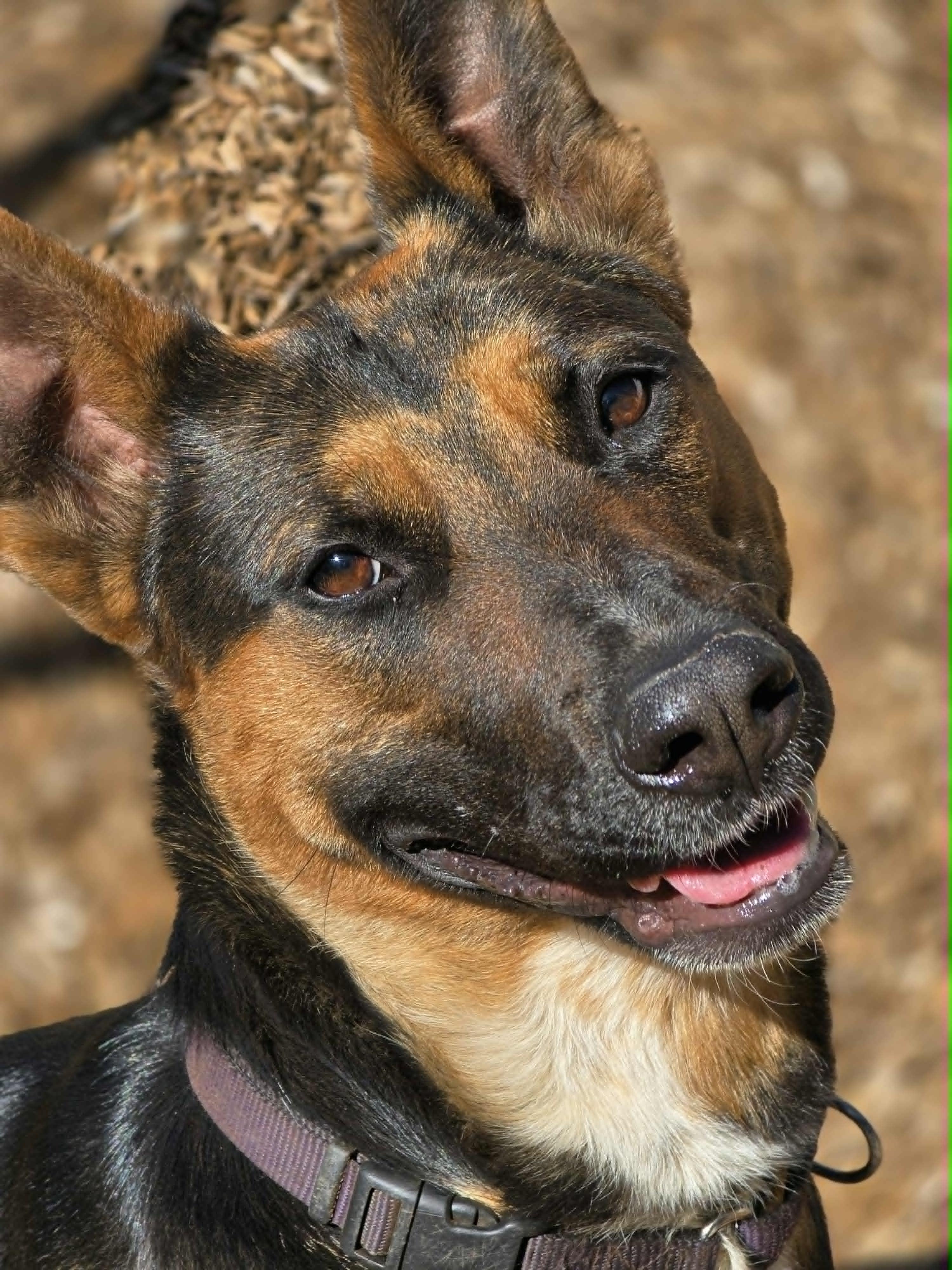 Spot, an adoptable mixed breed in Grants Pass, OR image 2/4