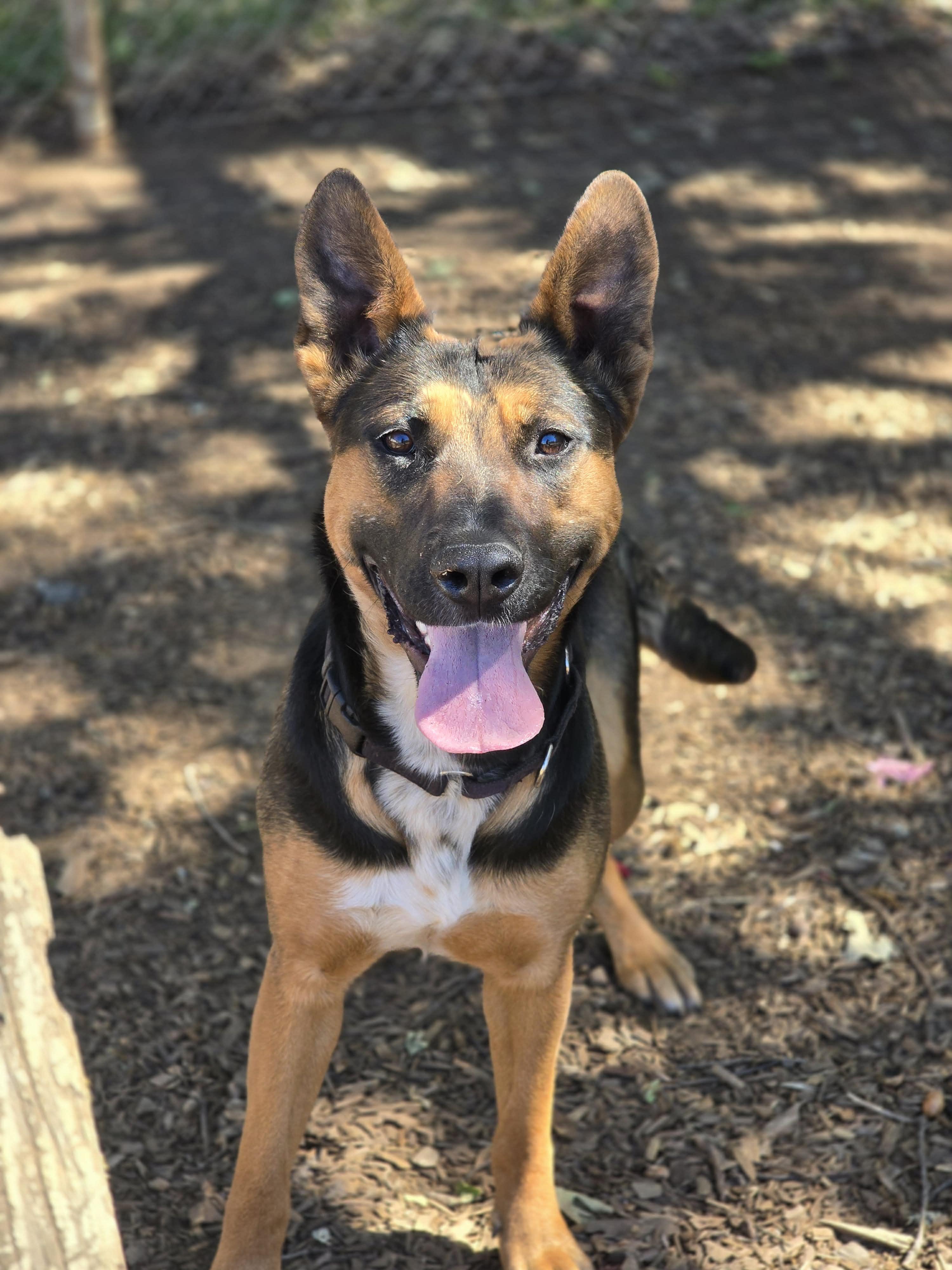 Spot, adoptable, Young Female German Shepherd Dog & Australian Cattle Dog / Blue Heeler.