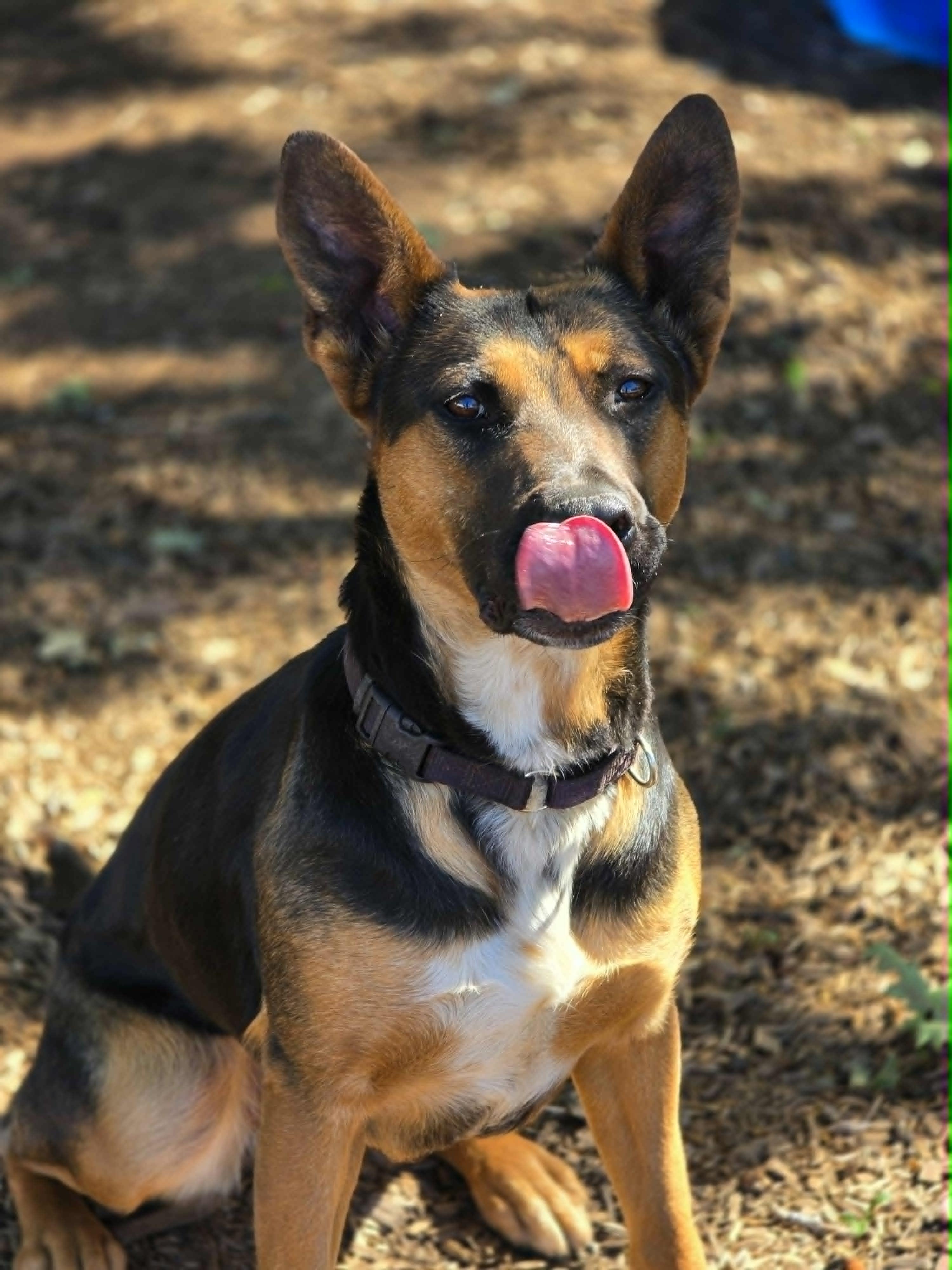 Spot, an adoptable mixed breed in Grants Pass, OR image 3/4