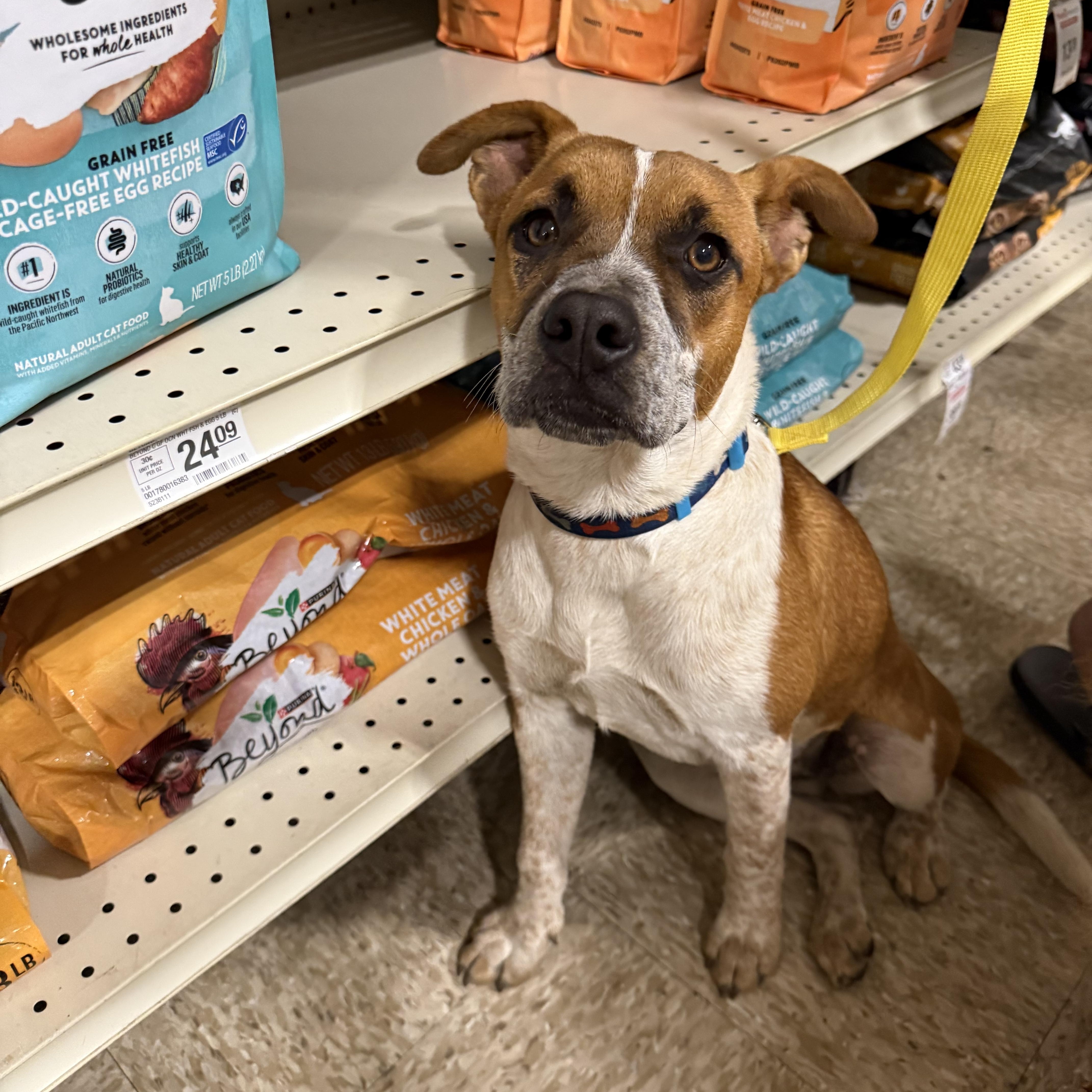 Flea, Adoptable, Puppy Female Cattle Dog.