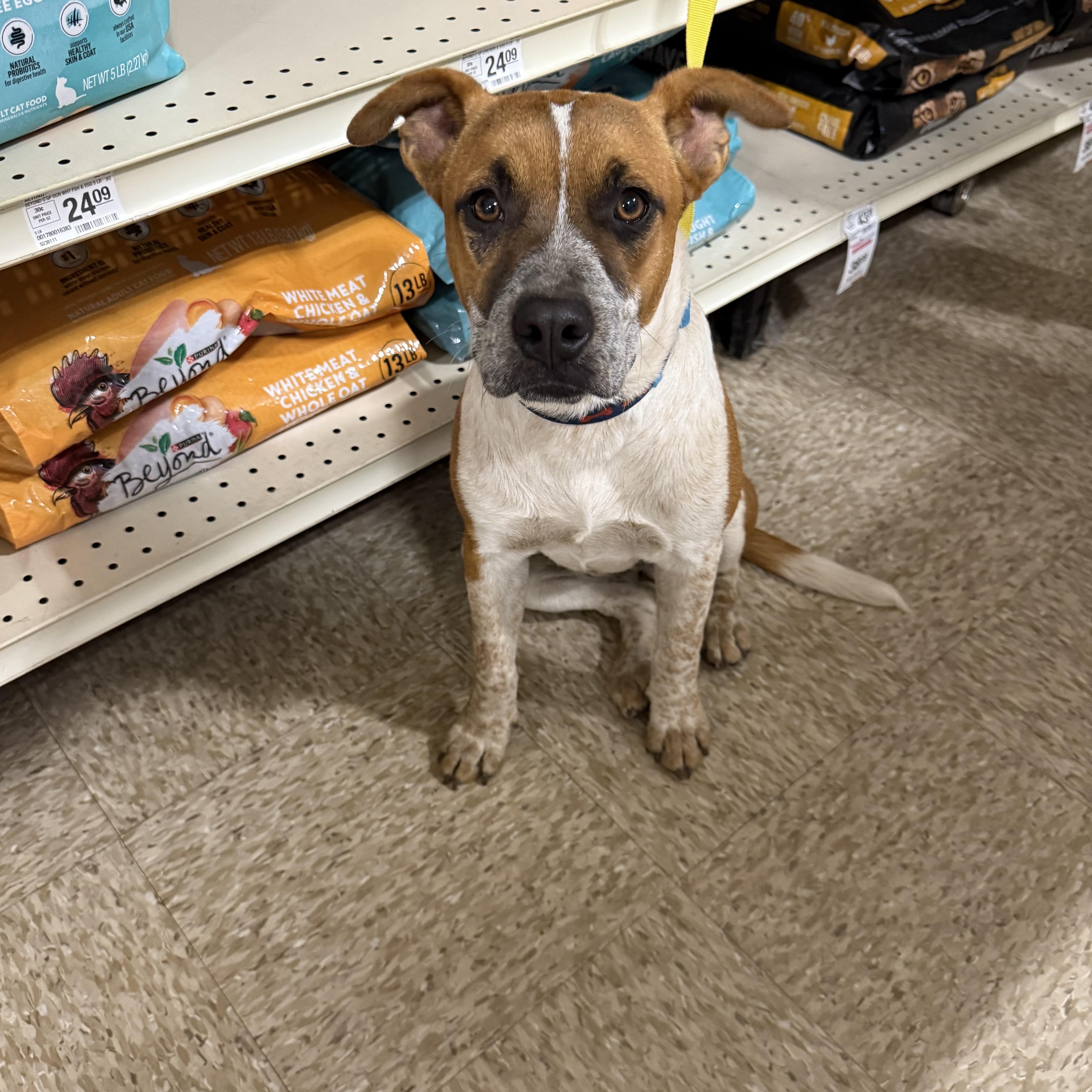 Enlarge Flea, a Adoptable Cattle Dog in Fresno, CA image 3/4