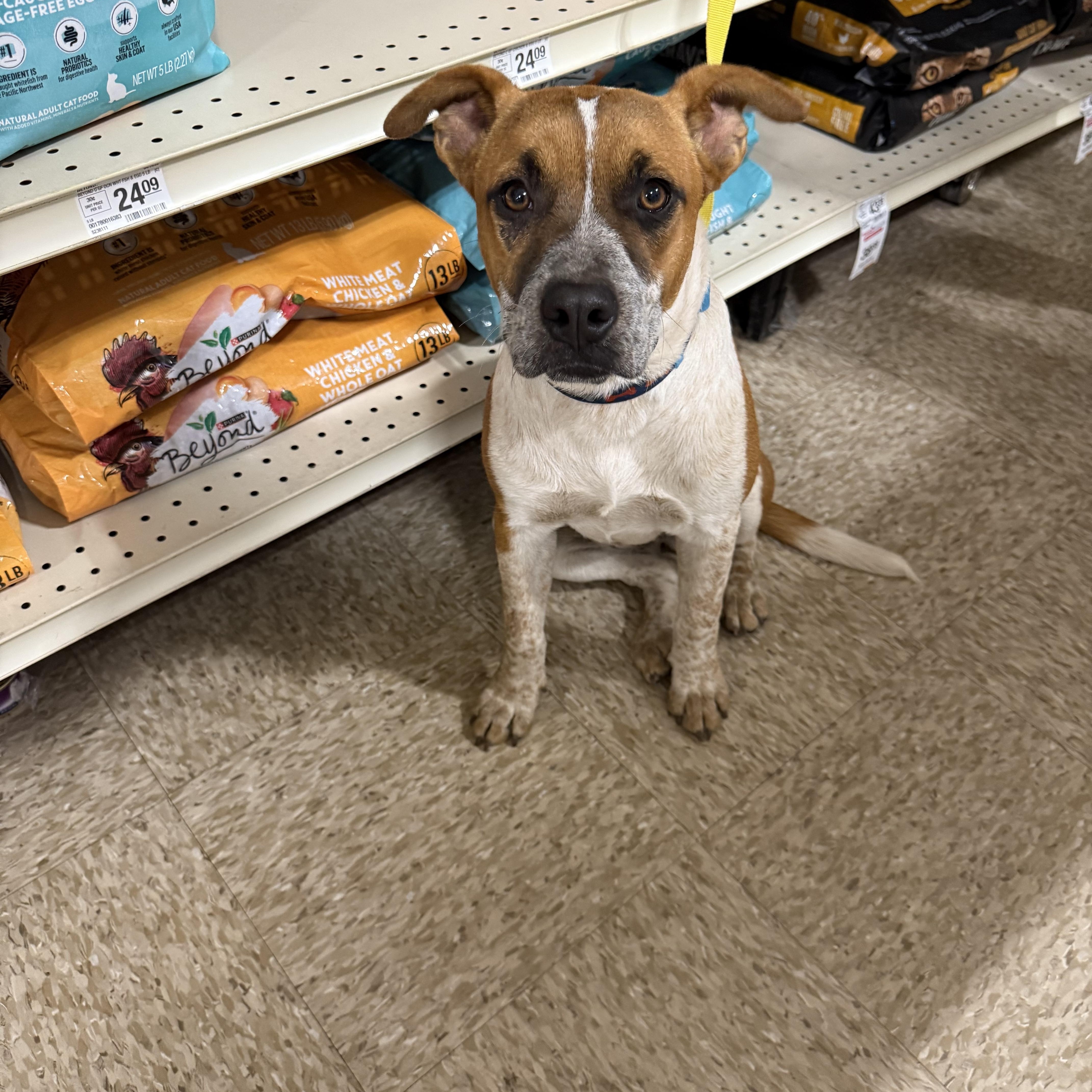 Enlarge Flea, a Adoptable Cattle Dog in Fresno, CA image 4/4