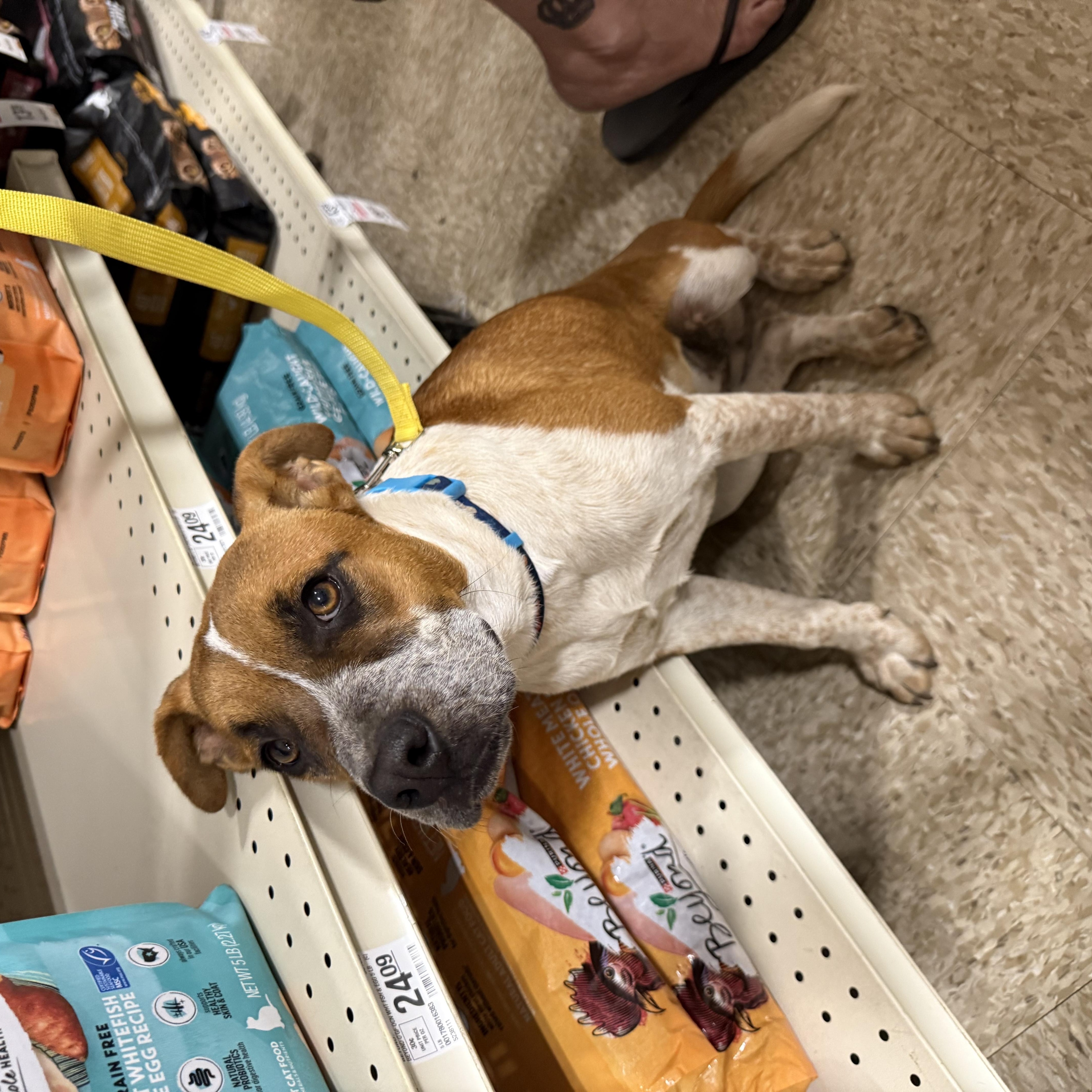 Enlarge Flea, a Adoptable Cattle Dog in Fresno, CA image 2/4