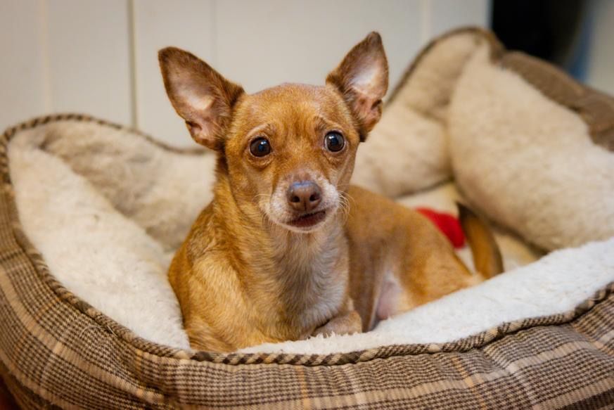 Pearl, Adopted, Adult Female Chihuahua.