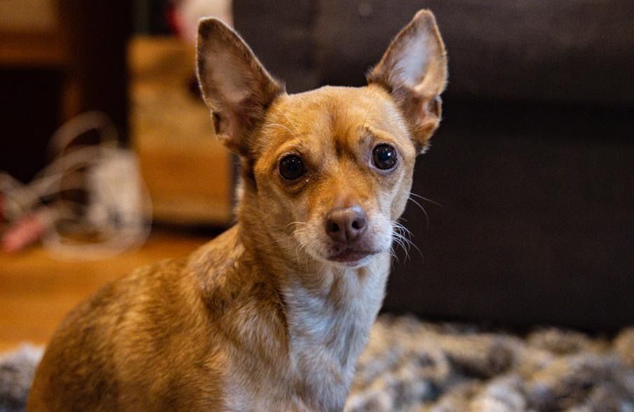 Enlarge Pearl, a Adopted Chihuahua in Vancouver, BC image 2/5