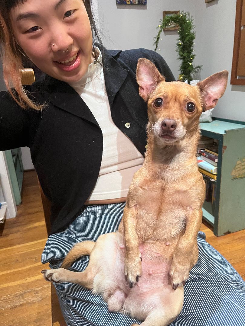 Enlarge Pearl, a Adopted Chihuahua in Vancouver, BC image 3/5