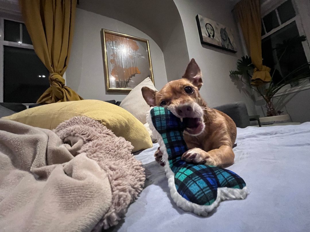 Enlarge Pearl, a Adopted Chihuahua in Vancouver, BC image 4/5