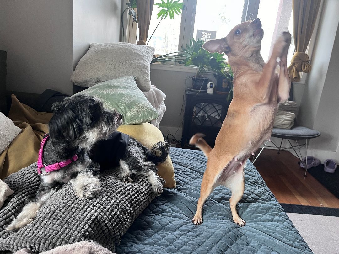 Enlarge Pearl, a Adopted Chihuahua in Vancouver, BC image 5/5