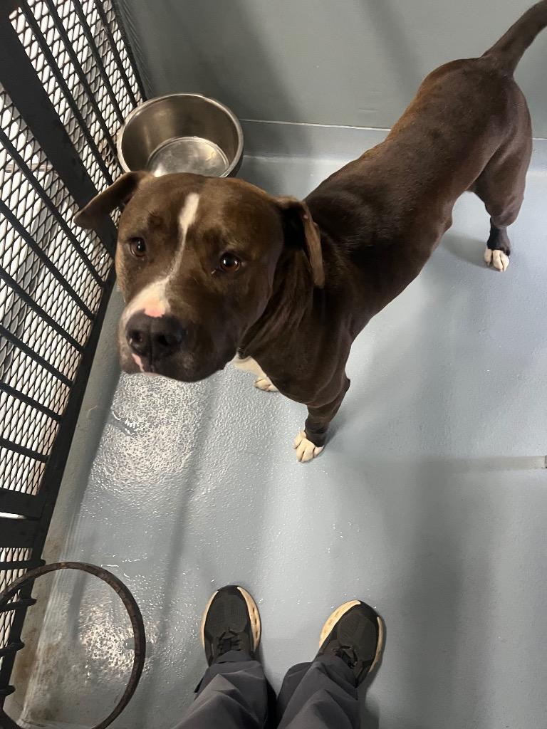 Dino, Adoptable, Young Male Pit Bull Terrier & Mixed Breed.