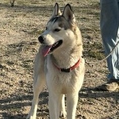 Enlarge PRETTY BOY, a Adoptable Siberian Husky in Murrieta, CA image 13/16