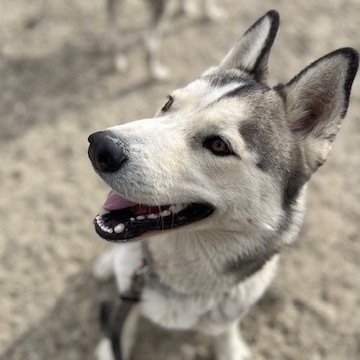 PRETTY BOY, a Adoptable Siberian Husky in Murrieta, CA image 1/16