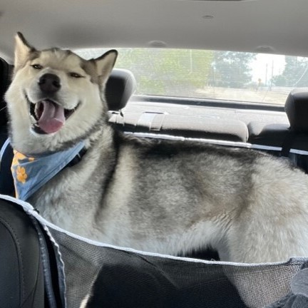 Enlarge PRETTY BOY, a Adoptable Siberian Husky in Murrieta, CA image 14/16