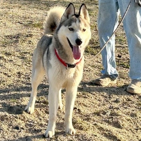 Enlarge PRETTY BOY, a Adoptable Siberian Husky in Murrieta, CA image 15/16