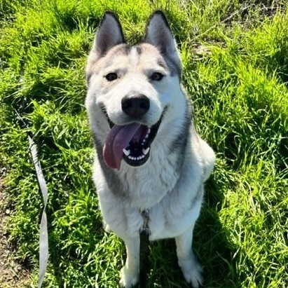 Enlarge PRETTY BOY, a Adoptable Siberian Husky in Murrieta, CA image 12/16