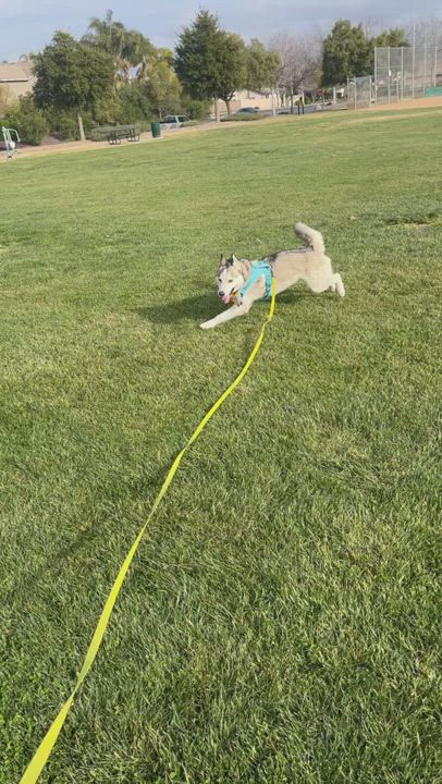 Enlarge PRETTY BOY, a Adoptable Siberian Husky in Murrieta, CA video 16/16