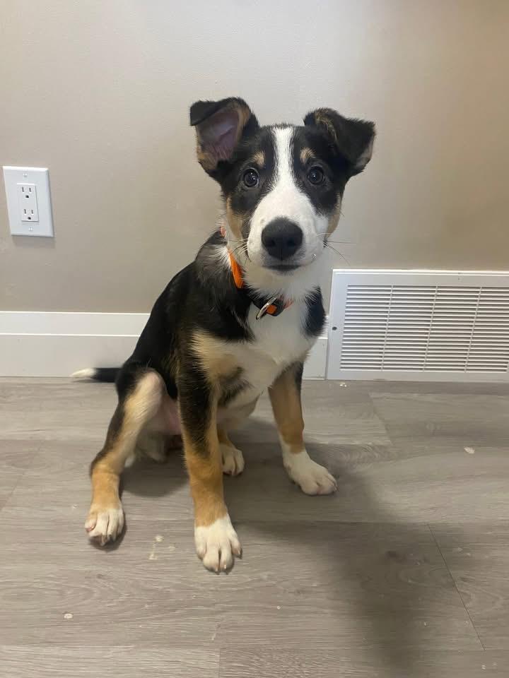 Enlarge Lola the Showgirl , a ADOPTABLE Collie in Richmond Hill, ON image 2/5