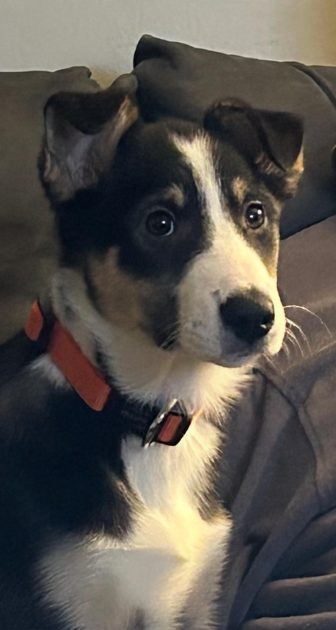 Lola the Showgirl , ADOPTABLE, Puppy Female Collie.