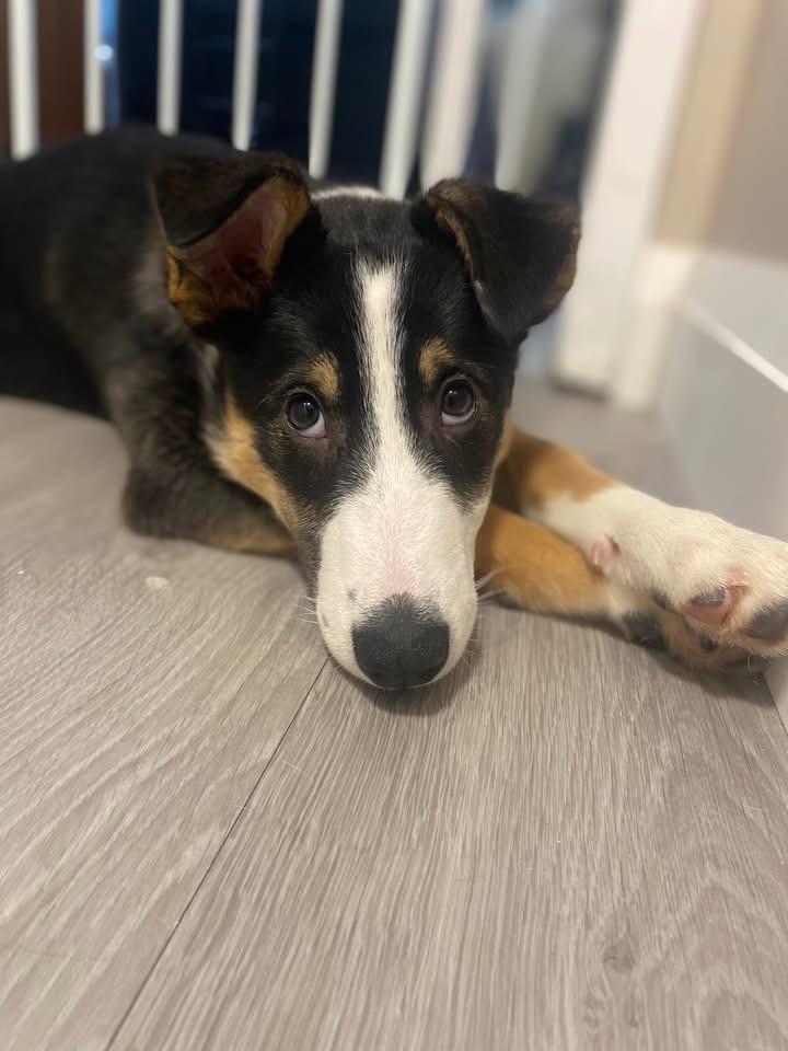 Enlarge Lola the Showgirl , a ADOPTABLE Collie in Richmond Hill, ON image 3/5