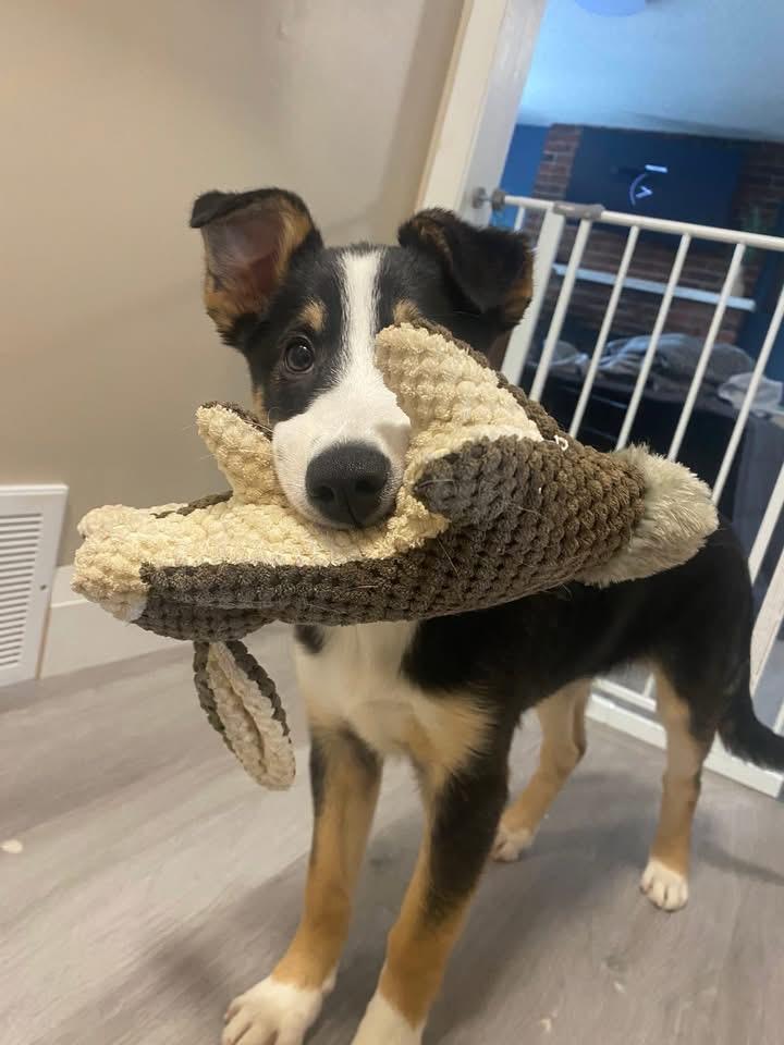 Enlarge Lola the Showgirl , a ADOPTABLE Collie in Richmond Hill, ON image 5/5