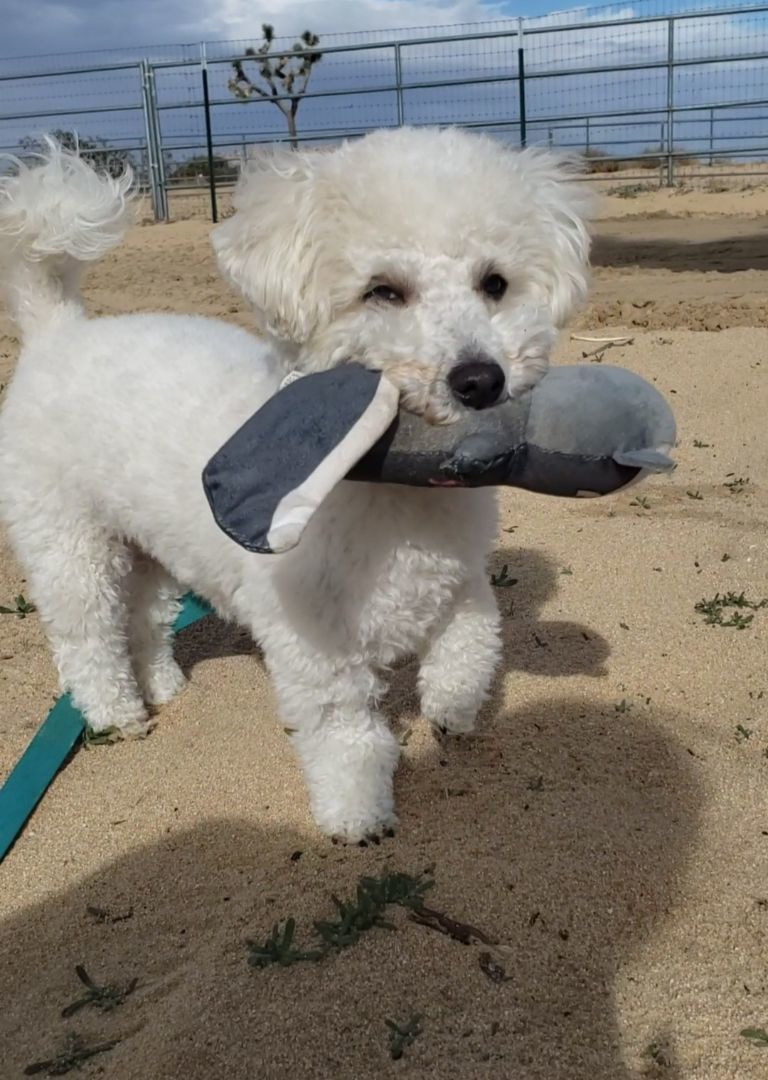 Tommy, Adopted, Young Male Bichon Frise.