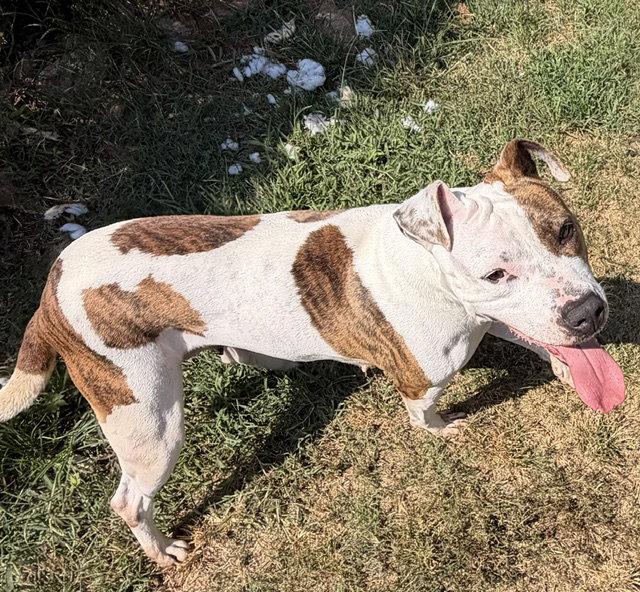 Fiona, Adoptable, Young Female Pit Bull Terrier.