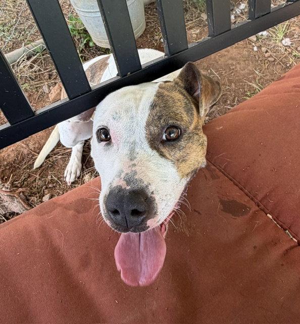 Enlarge Fiona, a Adoptable Pit Bull Terrier in Carrollton, GA image 2/3