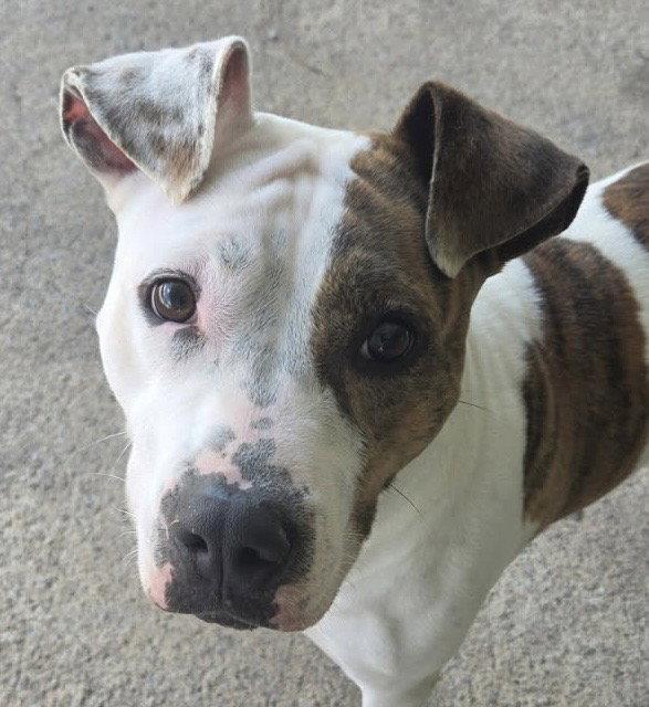 Enlarge Fiona, a Adoptable Pit Bull Terrier in Carrollton, GA image 3/3