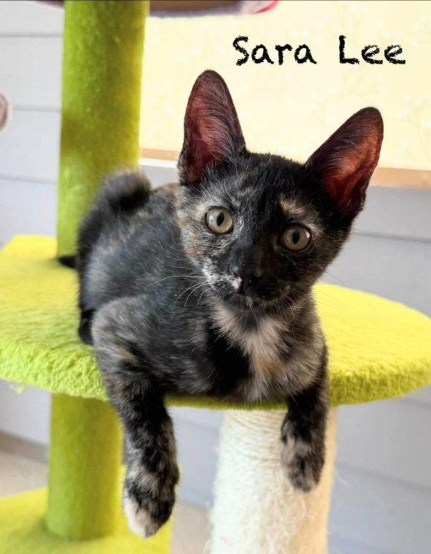 Enlarge Sara Lee, a Adopted Tortoiseshell in Ocala, FL image 1/2