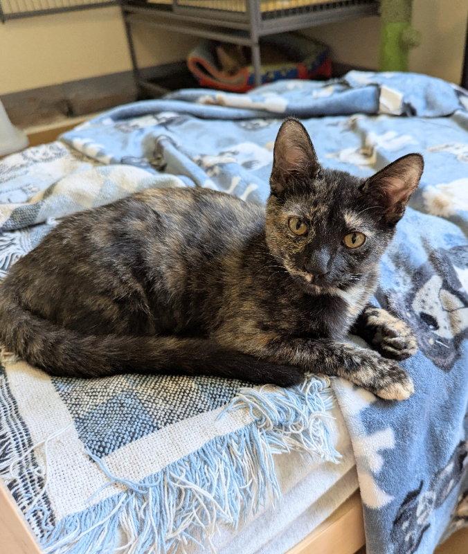 Enlarge Sara Lee, a Adopted Tortoiseshell in Ocala, FL image 2/2