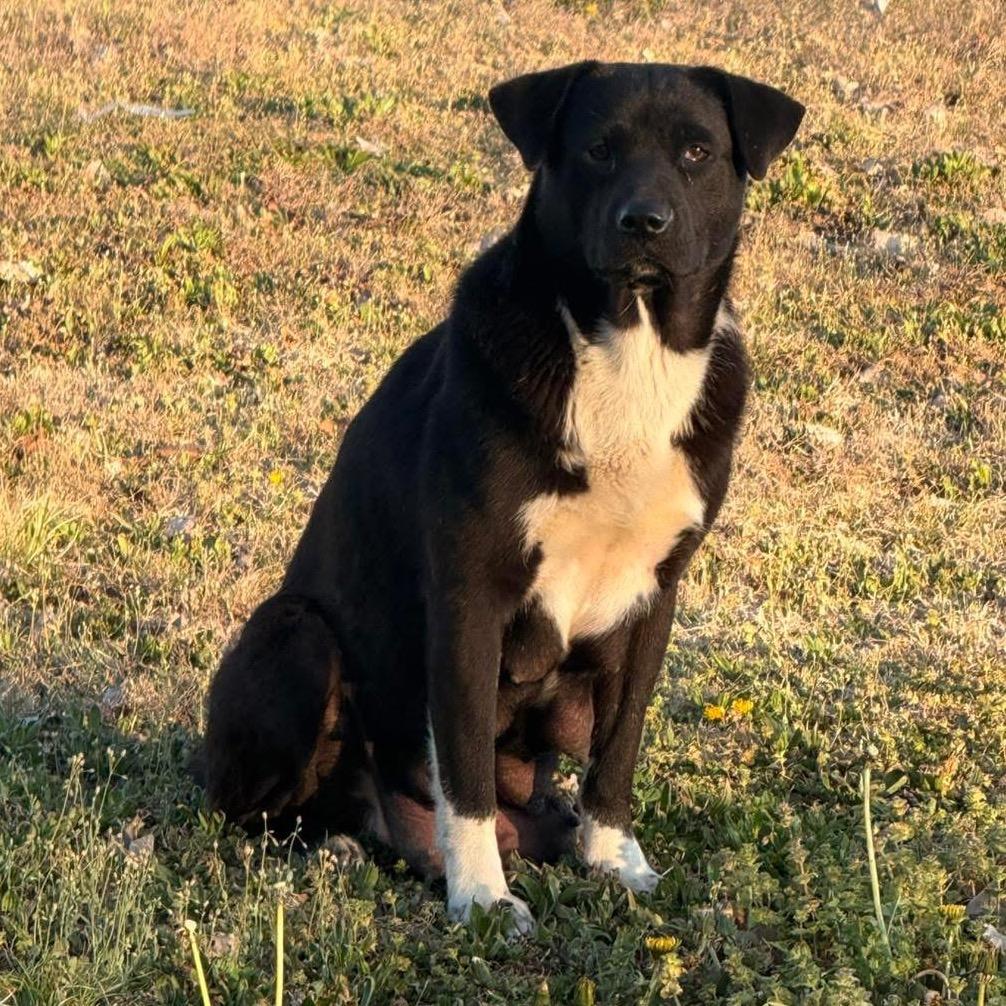 Enlarge Lou, a Adoptable mixed breed in Pittsburg, KS image 1/1