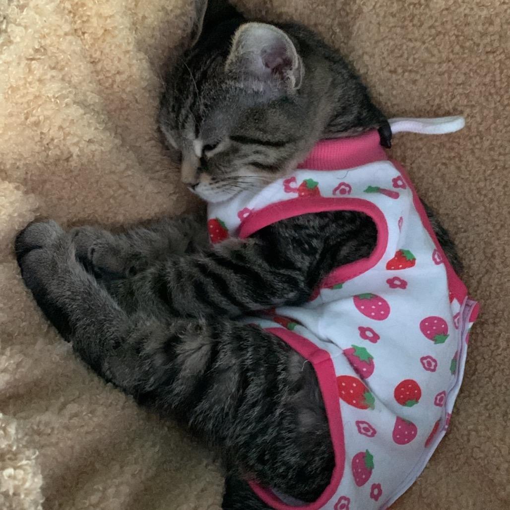 Cayenne, Adoptable, Young Female Domestic Short Hair.